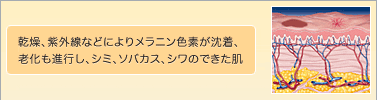 乾燥、紫外線などによりメラニン色素が沈着、老化も進行し、シミ、ソバカス、シワのできた肌
